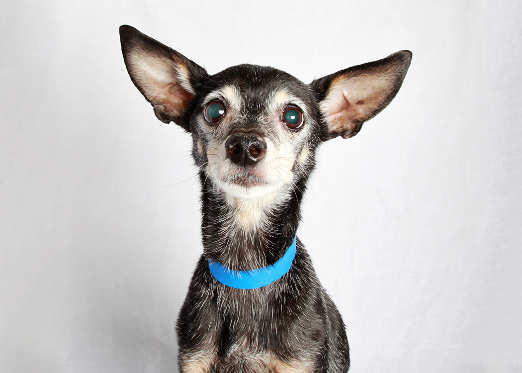 Record number of animals placed by Humane Society in 2014