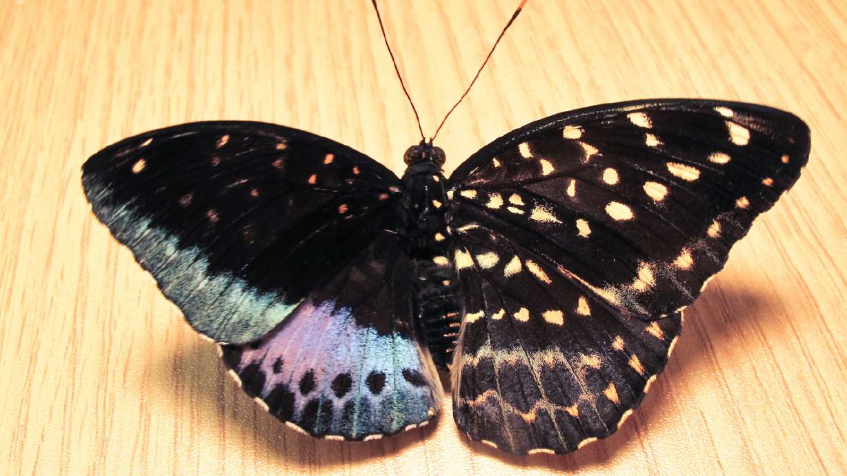 Rare half male, half female butterfly emerges from chrysalis
