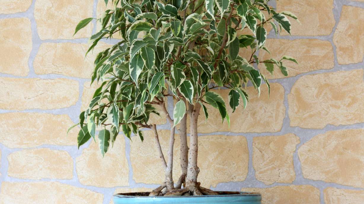 Ficus benjamina