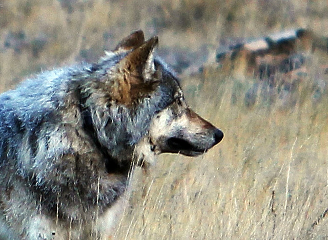 Officials still awaiting DNA tests on wolf killed in Utah