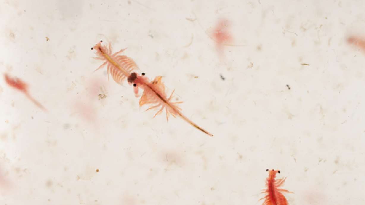 A look at the competitive brine shrimp industry of Great Salt Lake