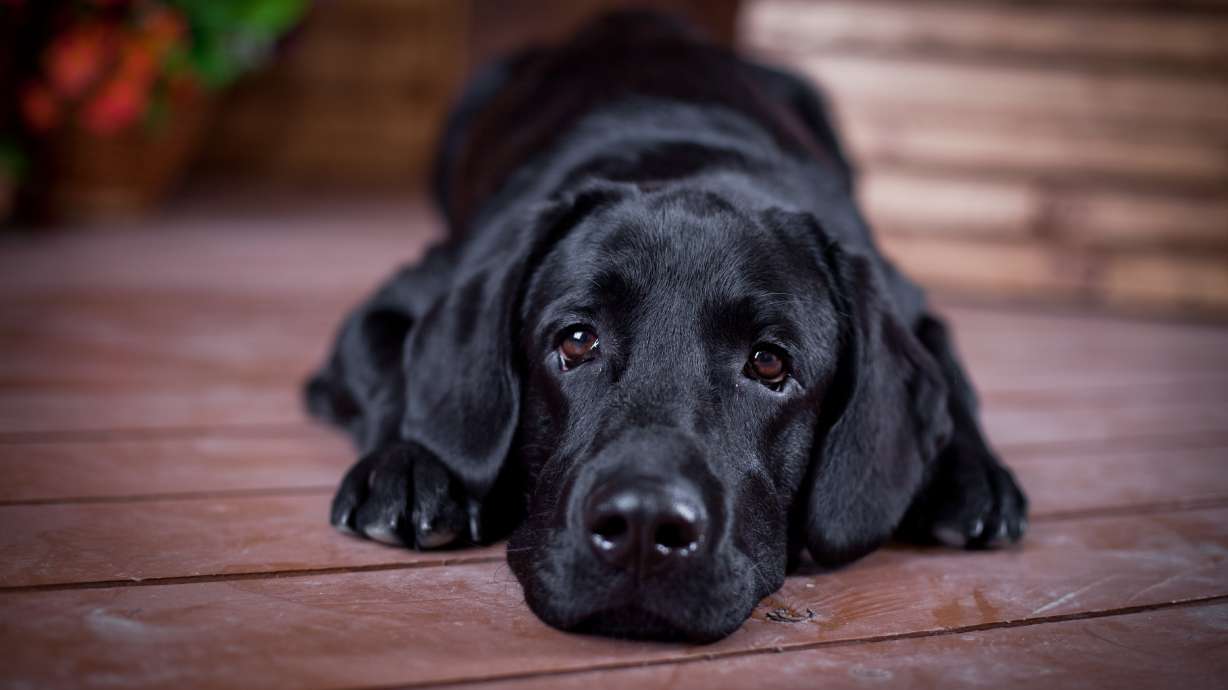 Perra labrador viaja sola en autobuses de Seattle bajándose en la parada frente al parque