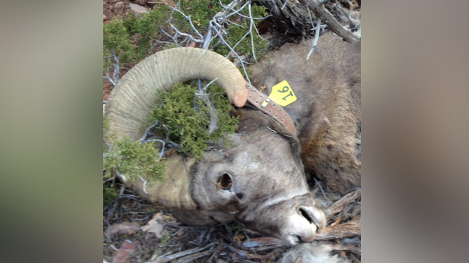 Bighorn sheep poached in Daggett County