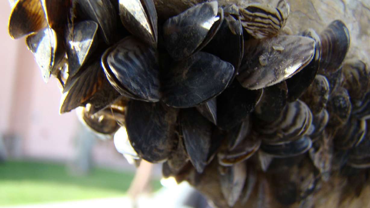 Invasive quagga mussels could hit Idaho