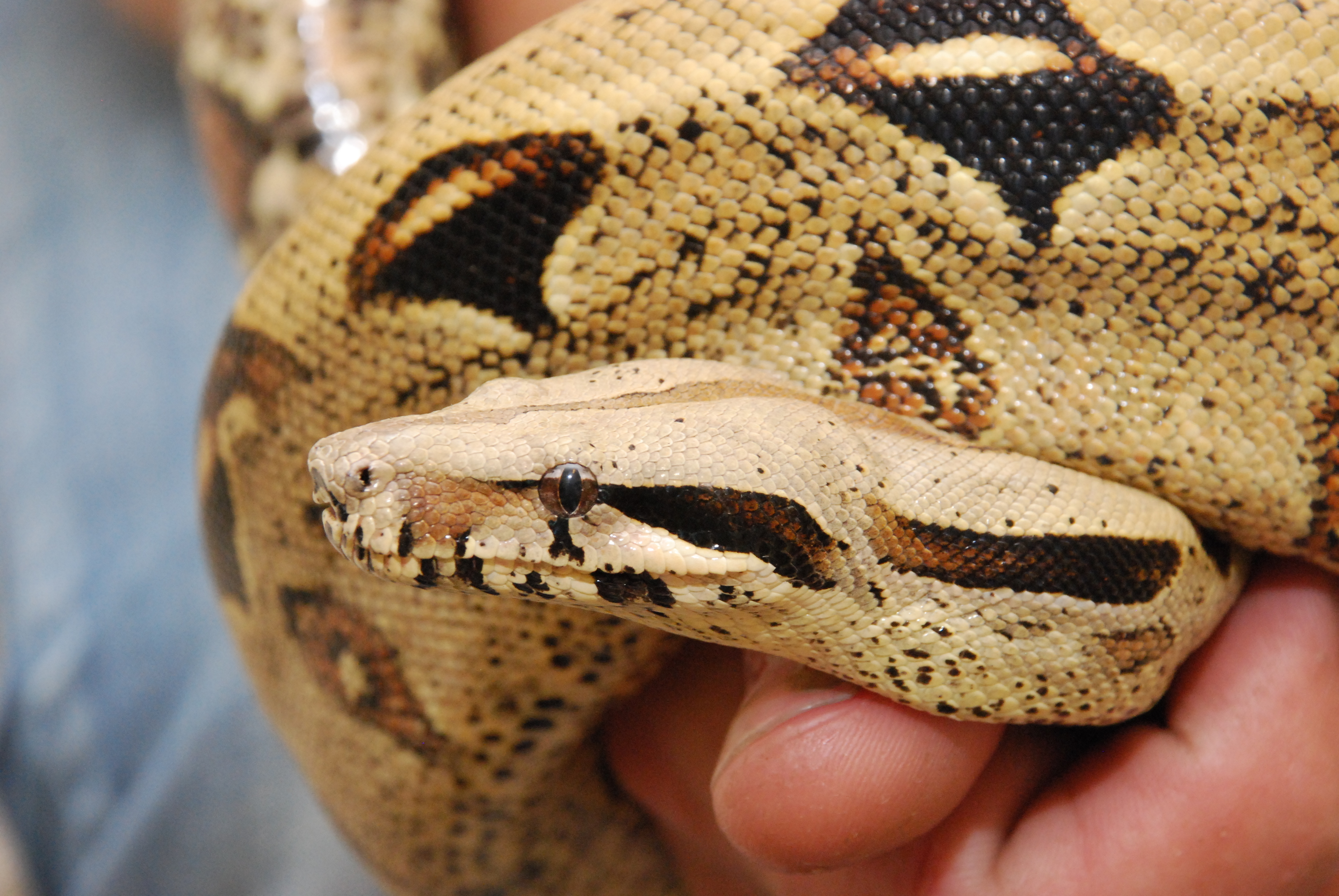 Mujer de 62 años se topa con serpiente pitón en su baño