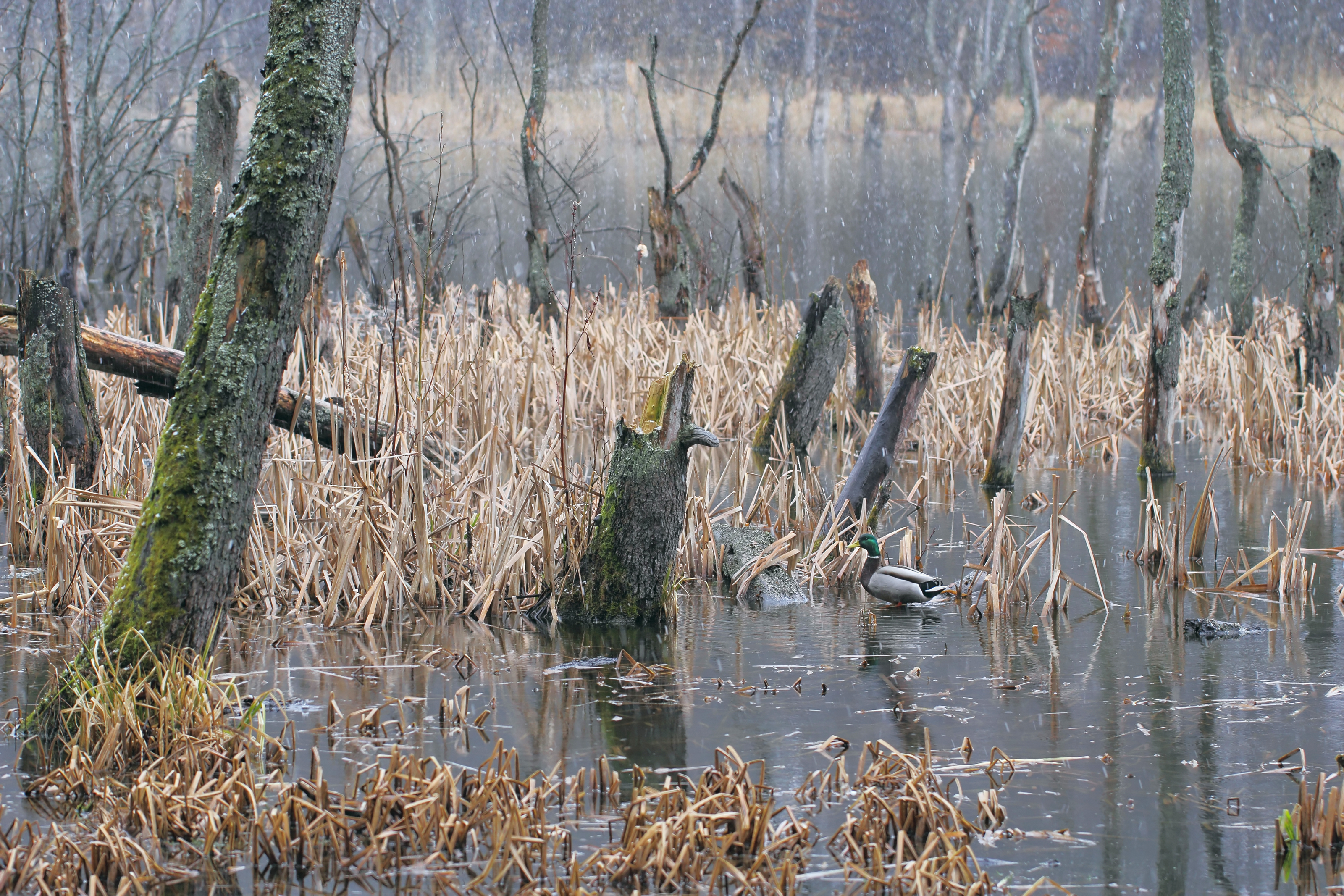 Tips for beginning duck, geese hunters