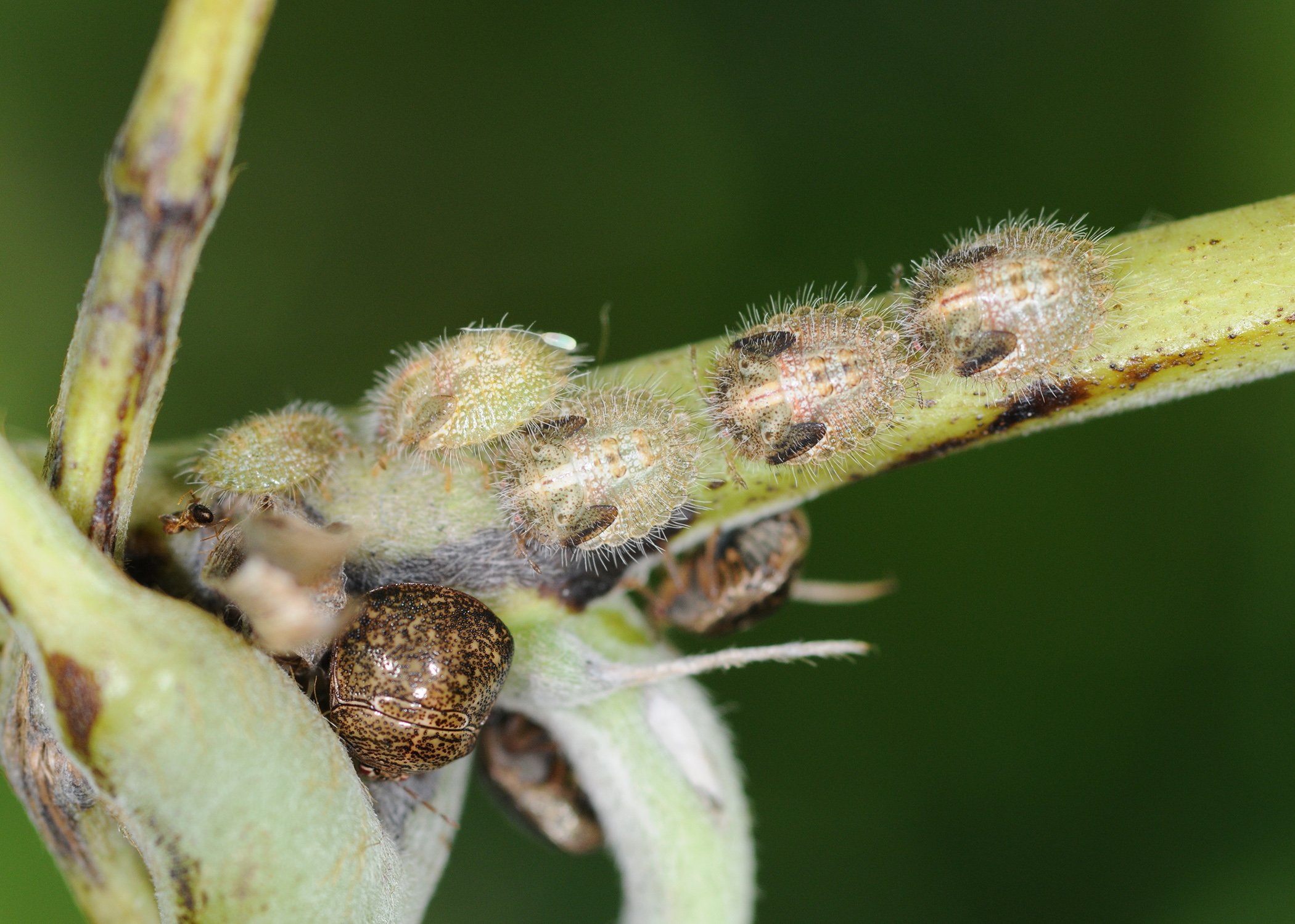Kudzu bugs spread into DC area, southern Delaware, Arkansas
