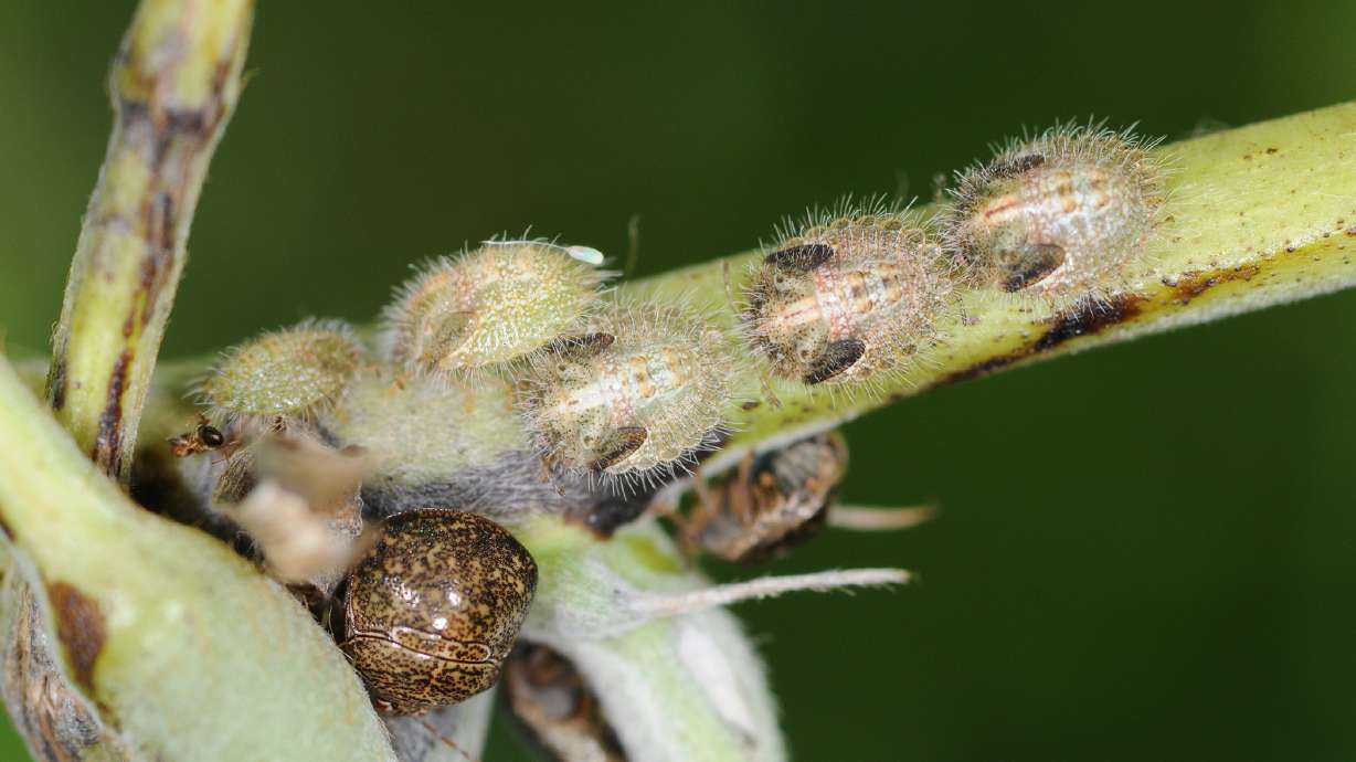 Kudzu bugs spread into DC area, southern Delaware, Arkansas