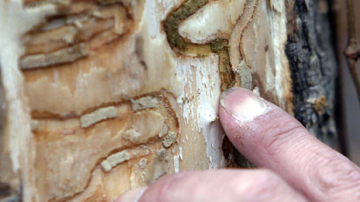 Deep freeze has silver linings for natural world