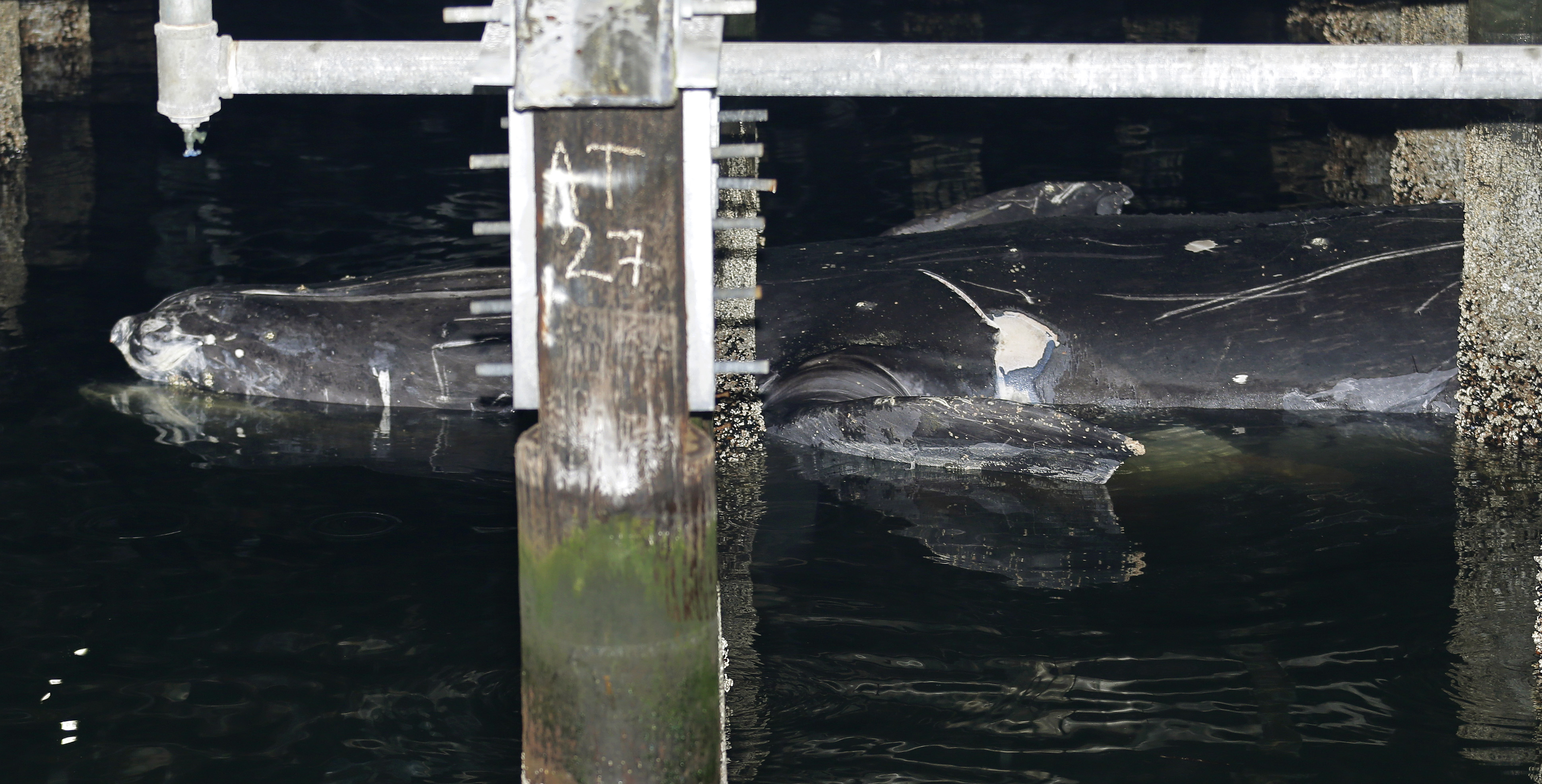 Exam to study dead whale found at Seattle ferry terminal