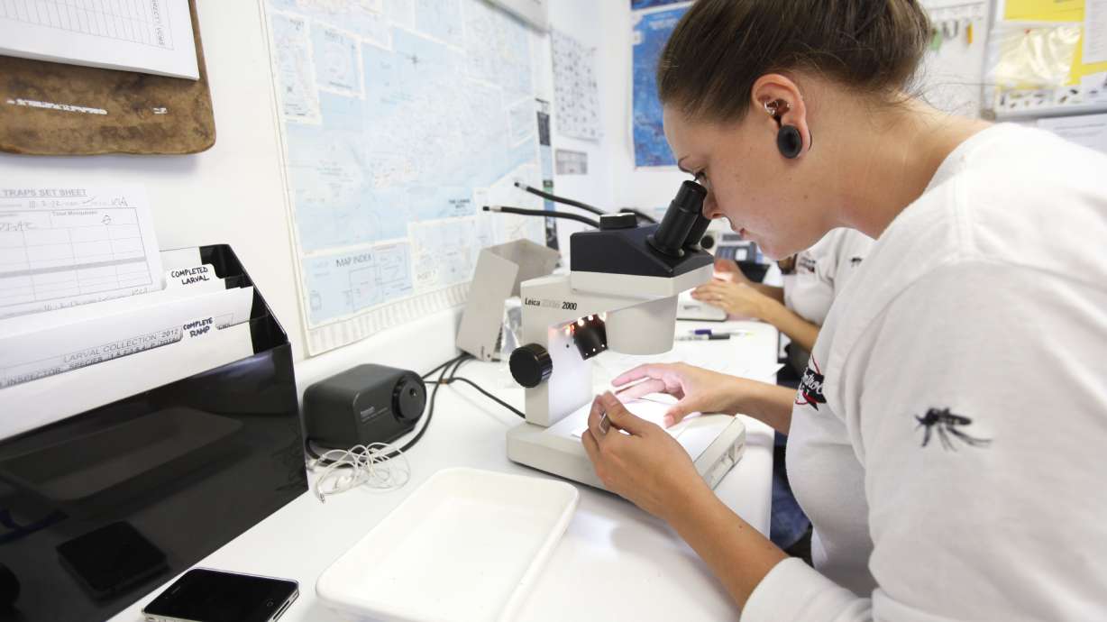 Millions of GMO insects could be released in Florida Keys