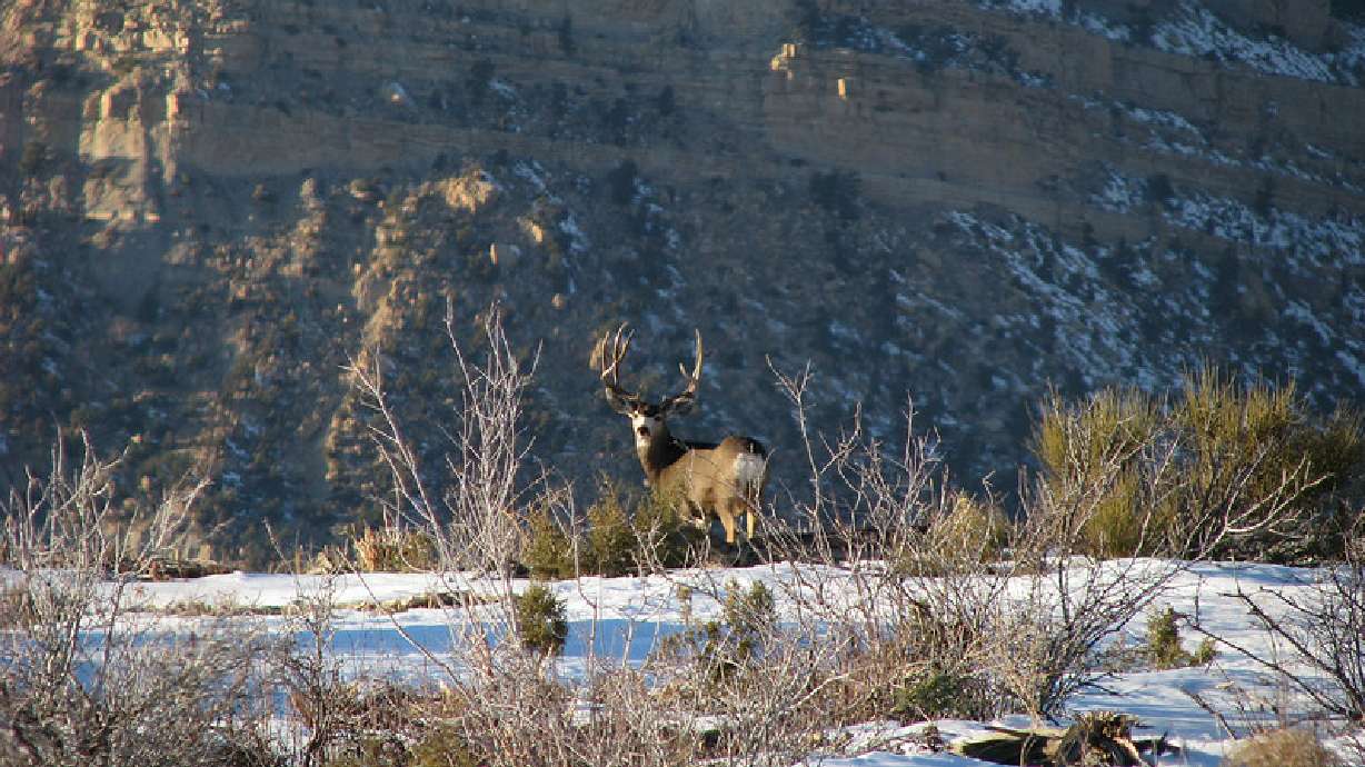 Men accused of poaching beloved buck 'Bart' set for court