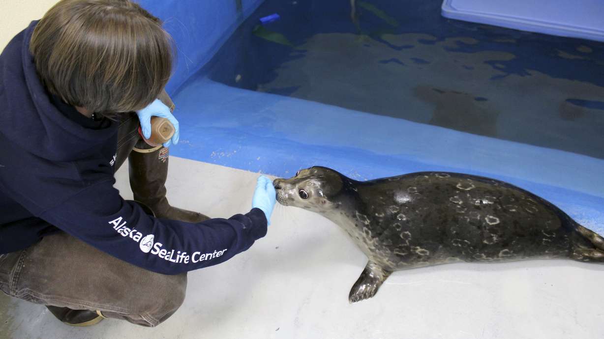 Blind harbor seal learns basic skills at Alaska aquarium