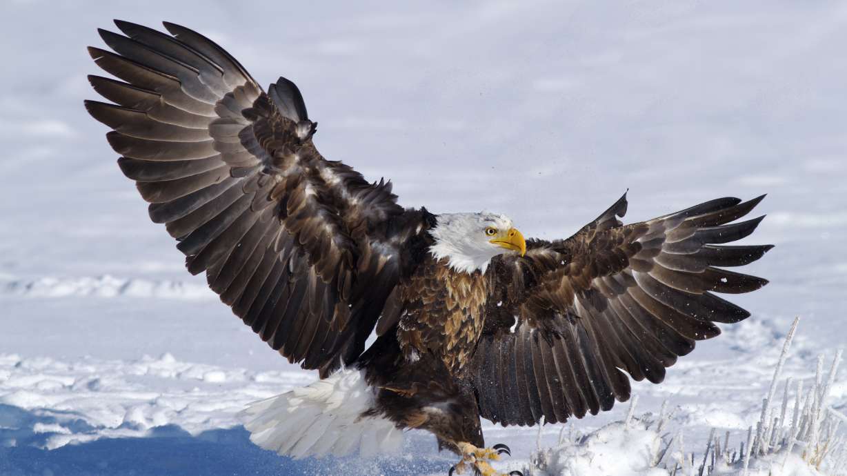 Keep a weather eye out for these birding events in Utah