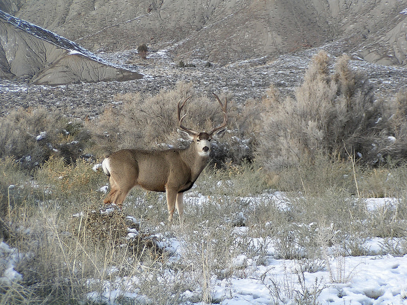 3 Utah County men trapped deer in backyard, killed it, charges state