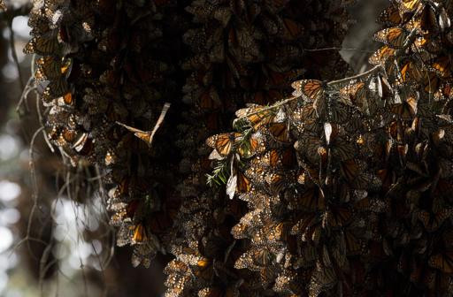 En esta foto del 4 de enero de 2015, se aprecian como en un colorido caleidoscopio a mariposas monarca entre las ramas de los árboles en al santuario de Piedra Herrada, cerca de Valle del Bravo, México. El número de mariposas monarca que hibernan en México aumentó un 68,7% desde el mínimo histórico al que había caído el año anterior, el peor de los que se tiene registro, aunque su número sigue siendo muy bajo.(AP Photo/Rebecca Blackwell, File)