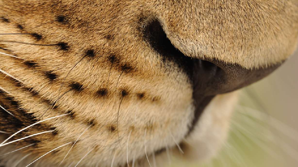 Obama administration enacts protections for lions