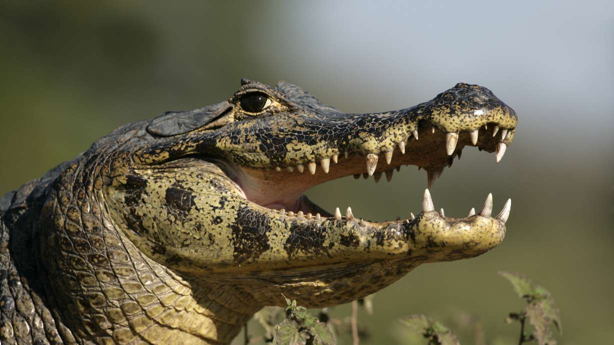 Pet reptile not a lizard, Lithuanian student finds out