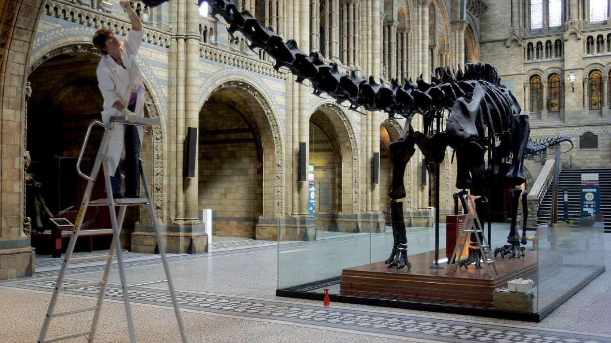 Dinosaur no more: UK museum's Dippy to be retired in 2017