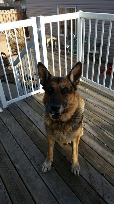 Richard Brower's German Shepherd was stolen from his backyard 18 months ago. His dog, Dozer, popped up on a website for the Claresholm Animal Rescue Society, in Claresholm, Alberta. The pair were reunited in January, 2015. (Courtesy Richard Brower, Courtesy Richard Brower)