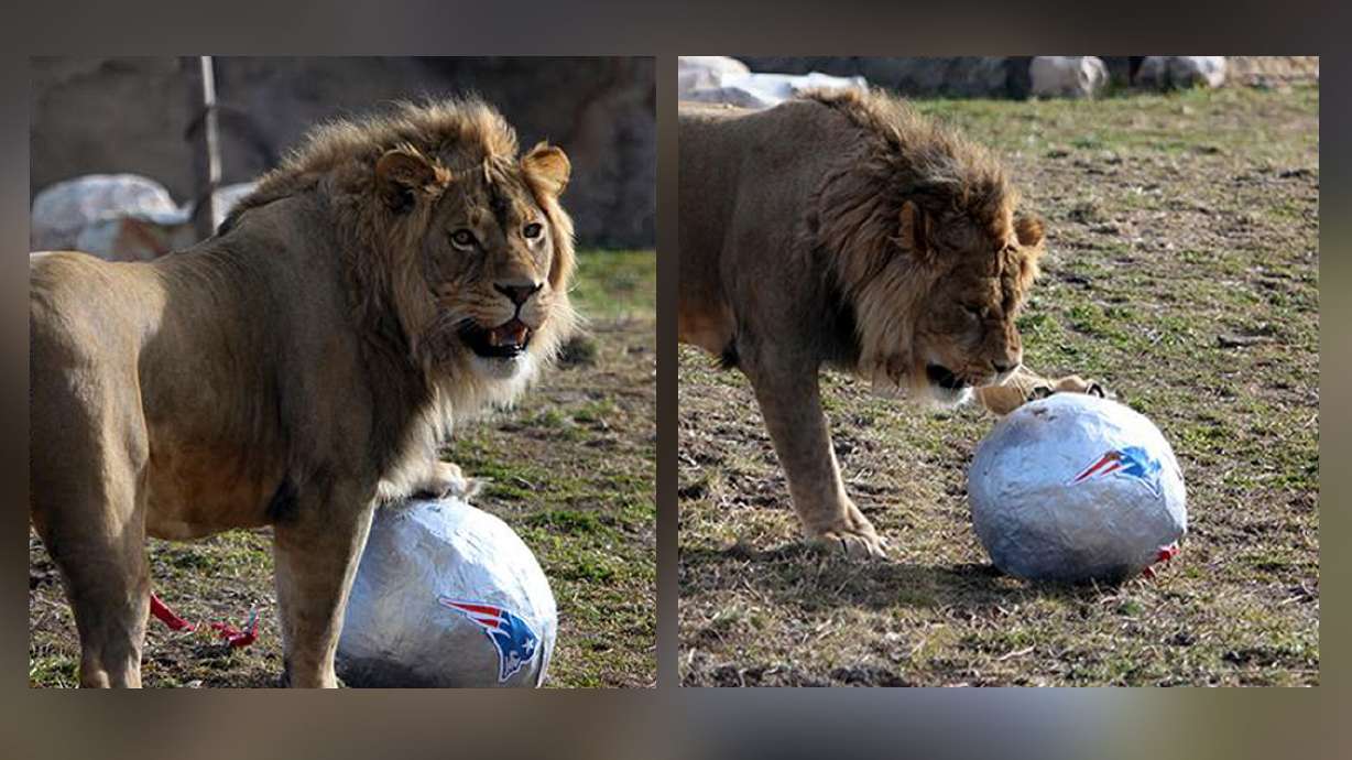 Hogle Zoo lion predicts Patriots will be Super Bowl champs