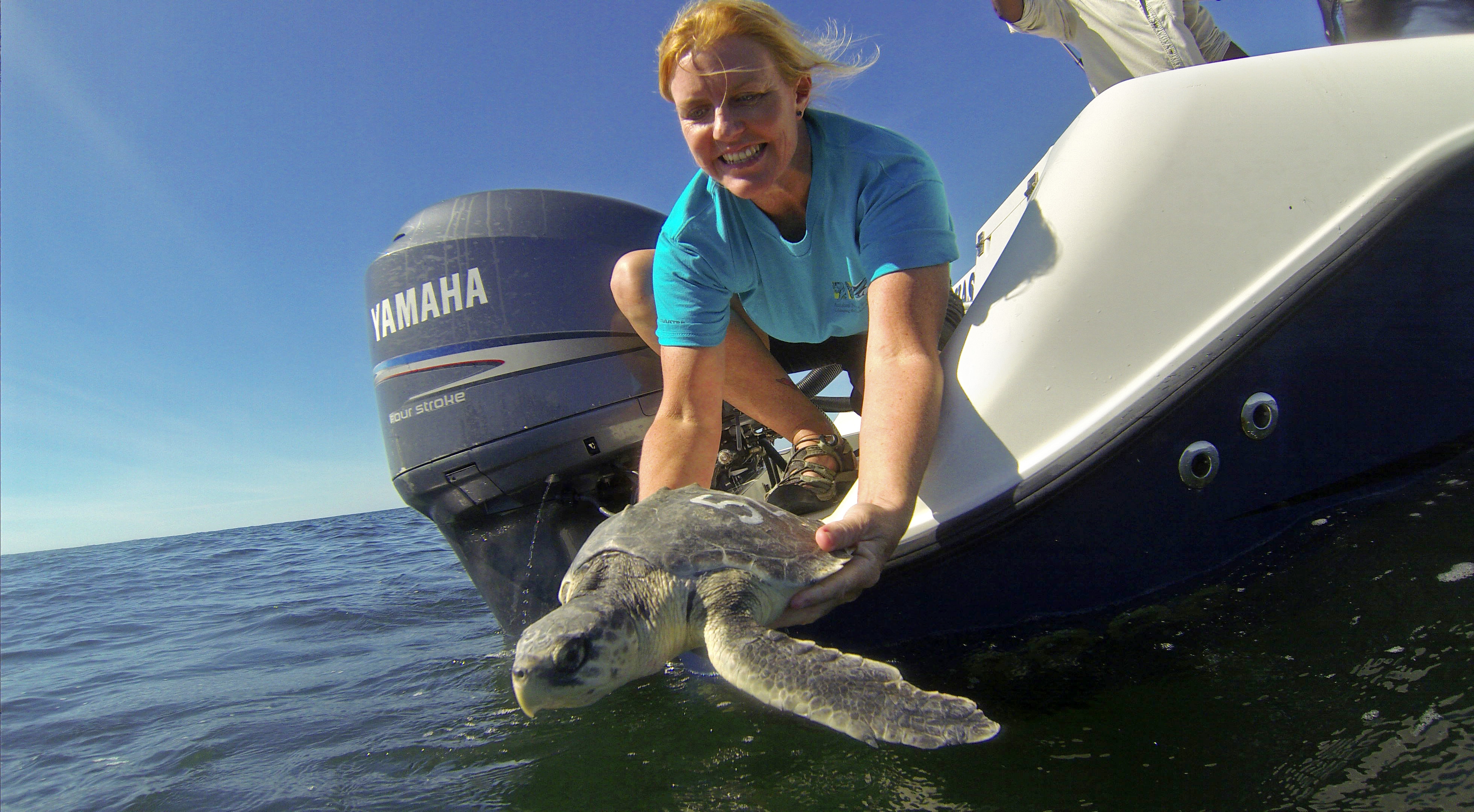 Cold-stunned turtles rehabilitated in New Orleans, released