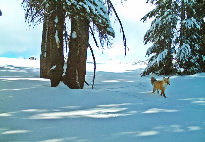 Rare red fox sighted in Yosemite for first time in 100 years
