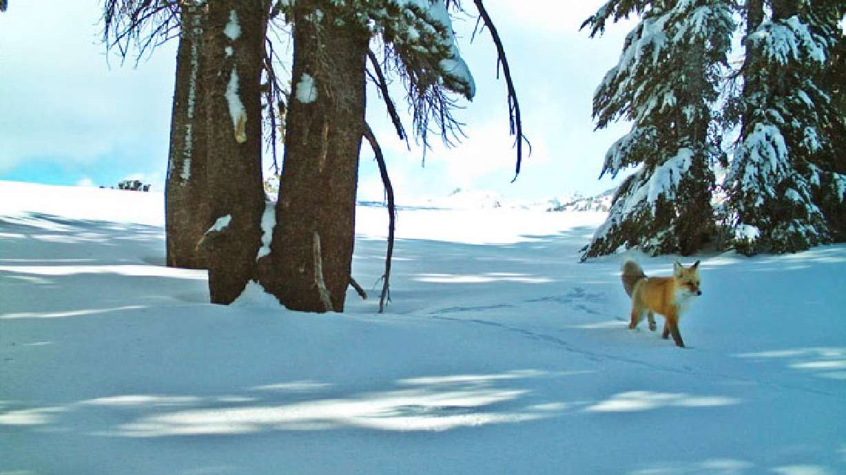 Rare red fox sighted in Yosemite for first time in 100 years