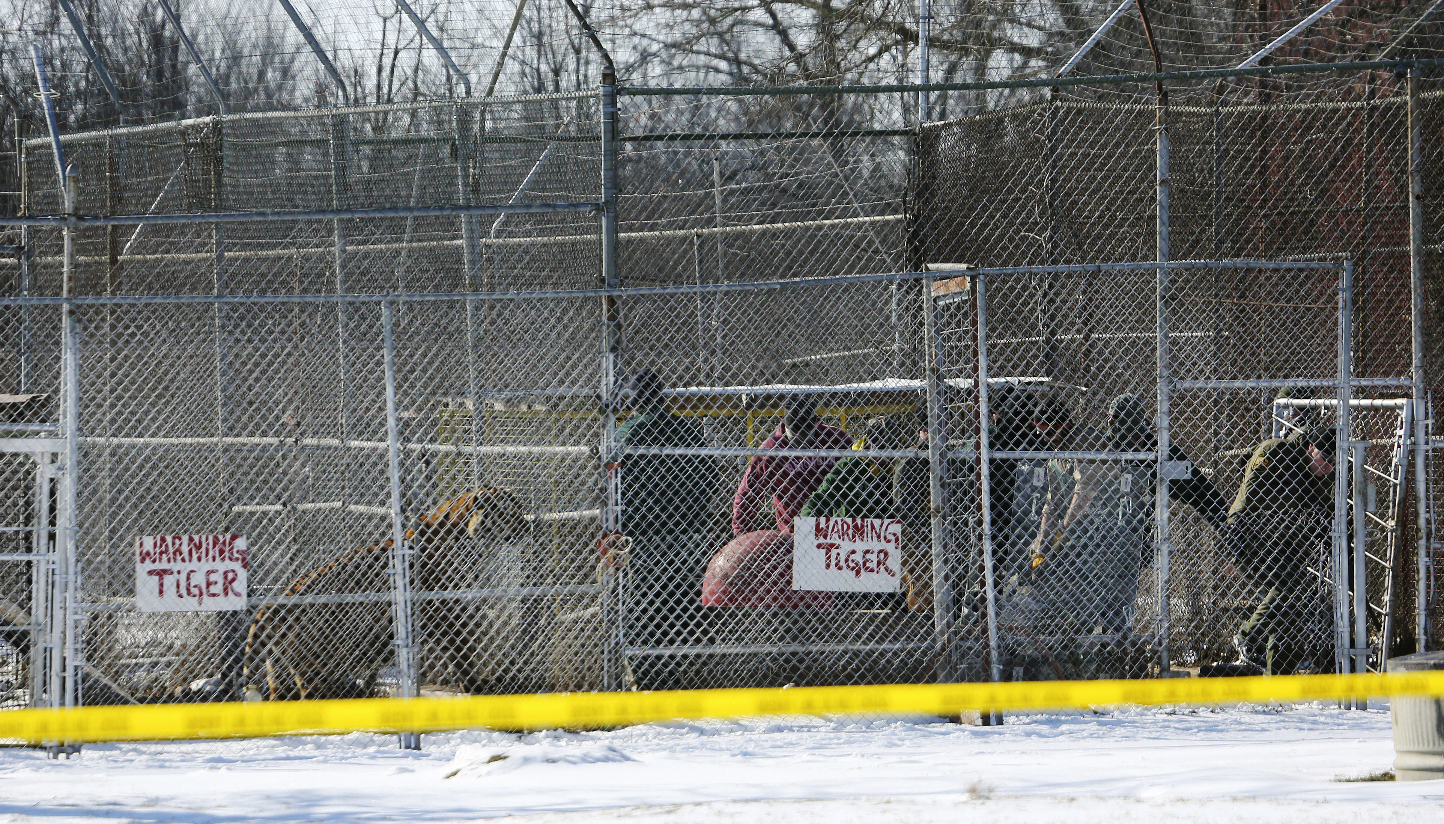Ohio judge stays order to return seized tigers to owner