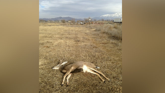 Buck illegally killed near roads, homes in Lehi