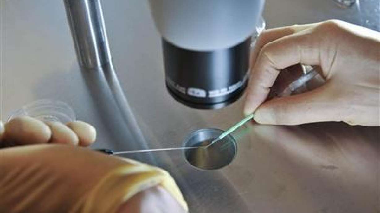 A scientist works during an IVF process on Aug. 11, 2008. Utah fertility doctors say they received numerous questions from patients worried about potential impacts on in vitro fertilization access after the U.S. Supreme Court overturned Roe v. Wade, setting in motion the state's trigger law that bans abortions.