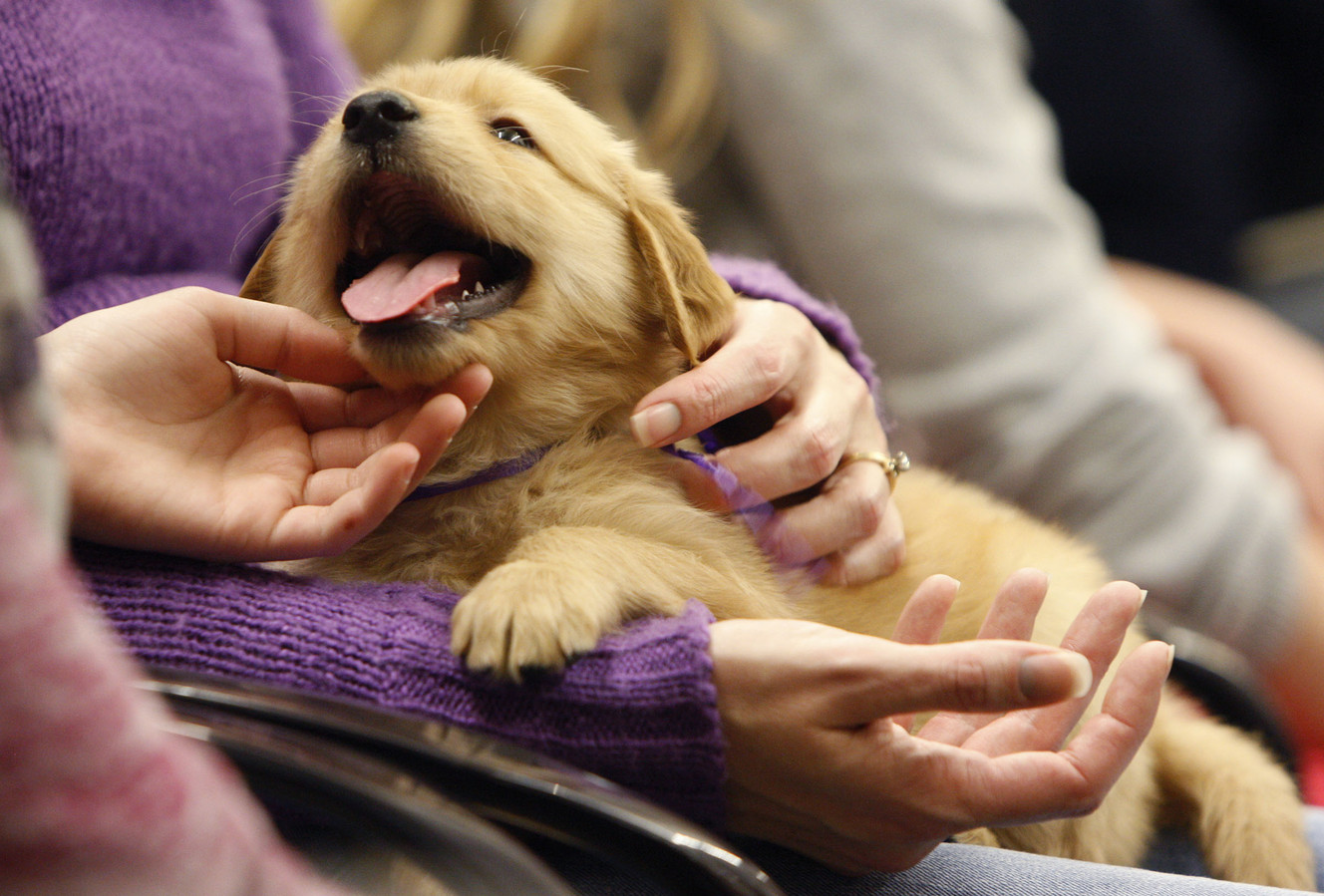 Committee OKs bill for state pet