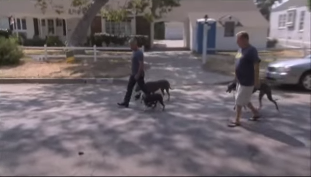 Demandan a "Encantador de perros" por ataque de pit bull