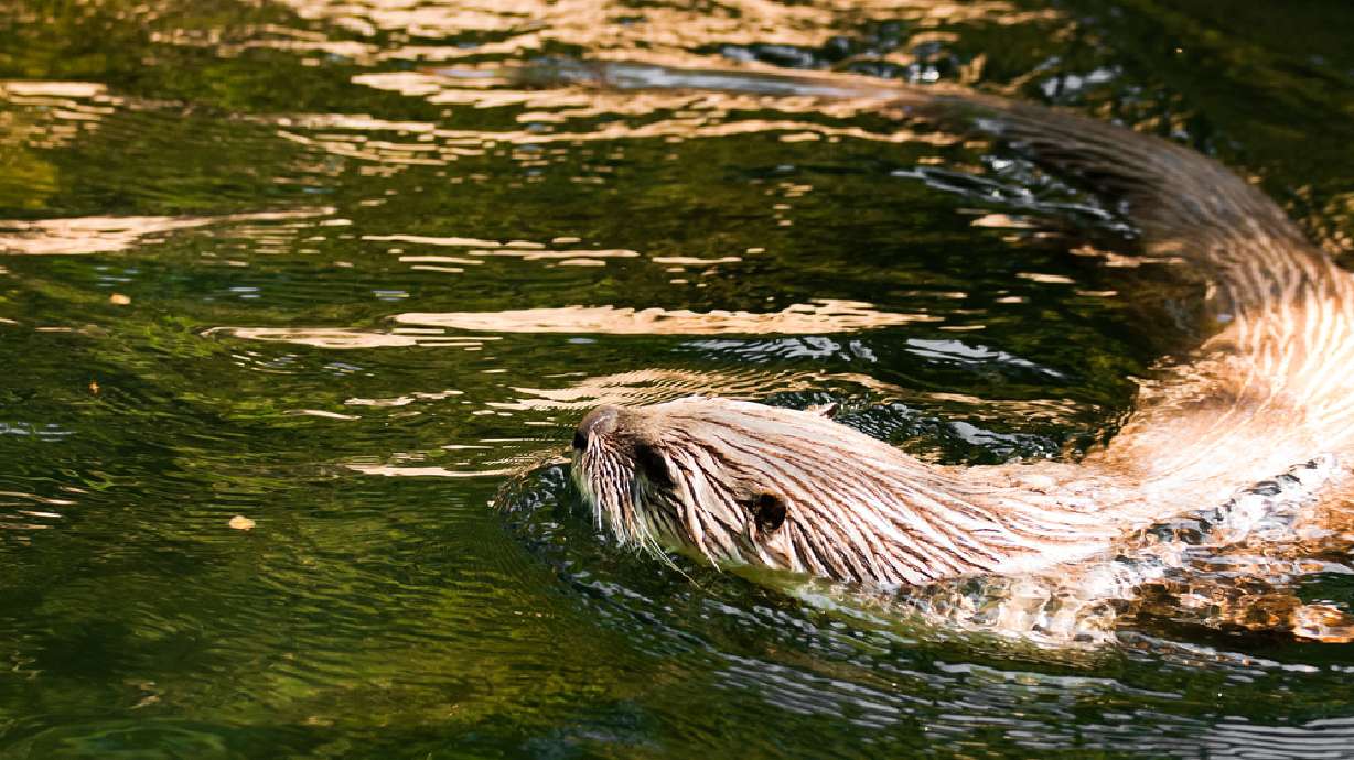 Rare monkey eaten by otters in accident at British zoo