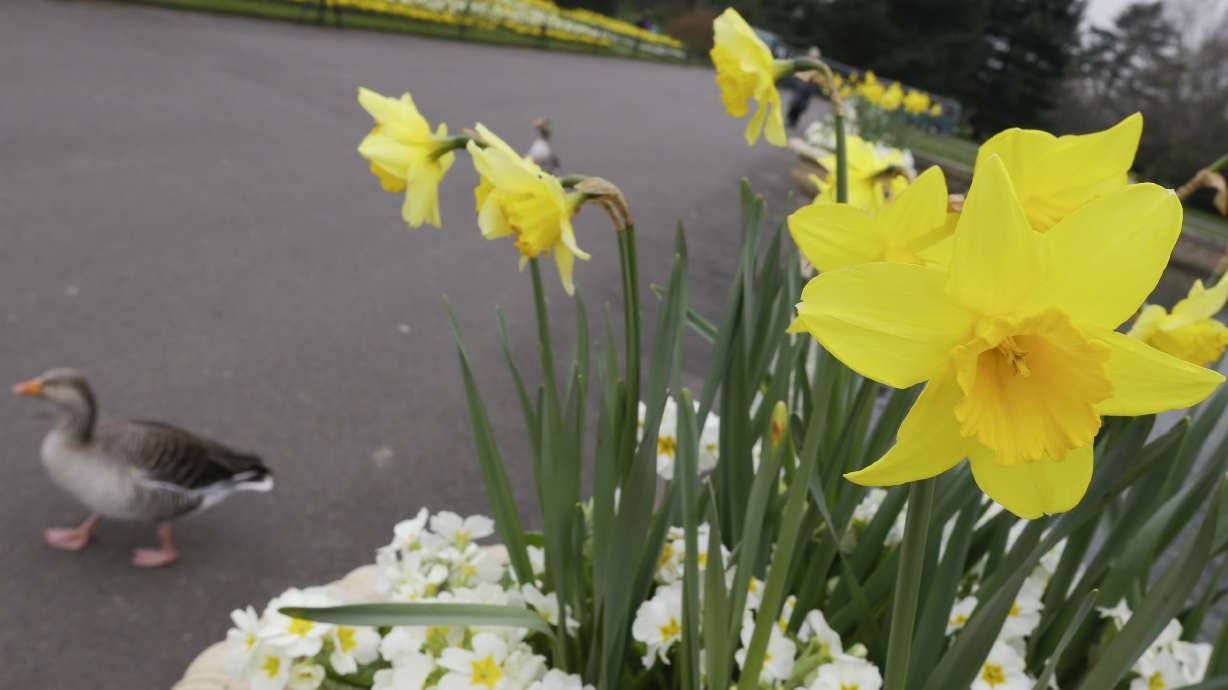 Daffod-ill: UK stores warned people may mix up flowers, food