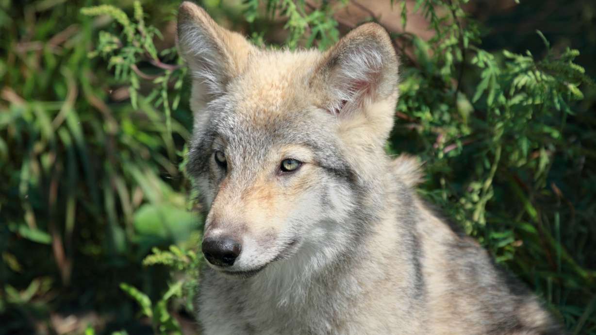 Wolves becoming bigger issue for Idaho; officials may offer bounties for bad wolves