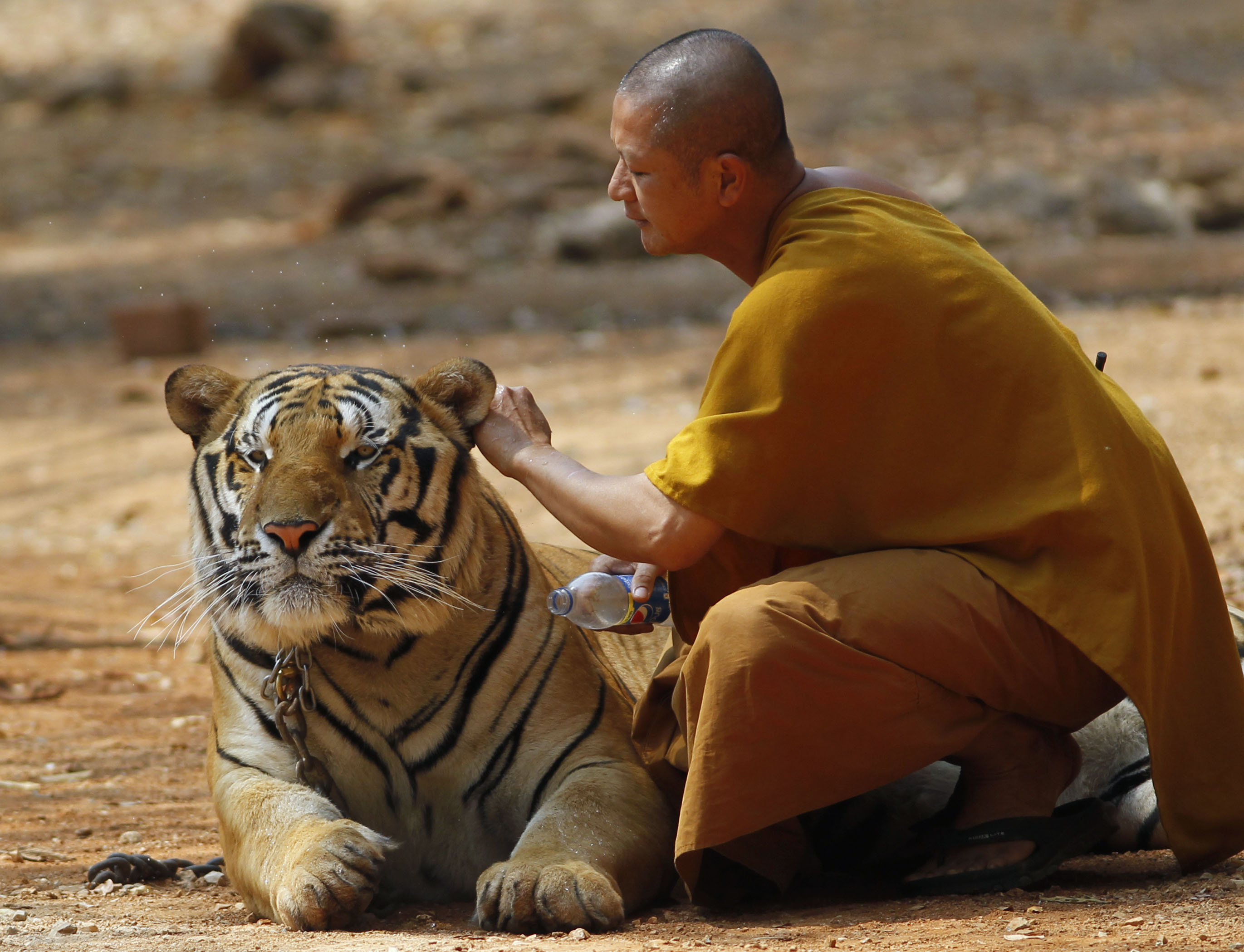Wildlife officials: Famed Thai temple doesn't abuse tigers