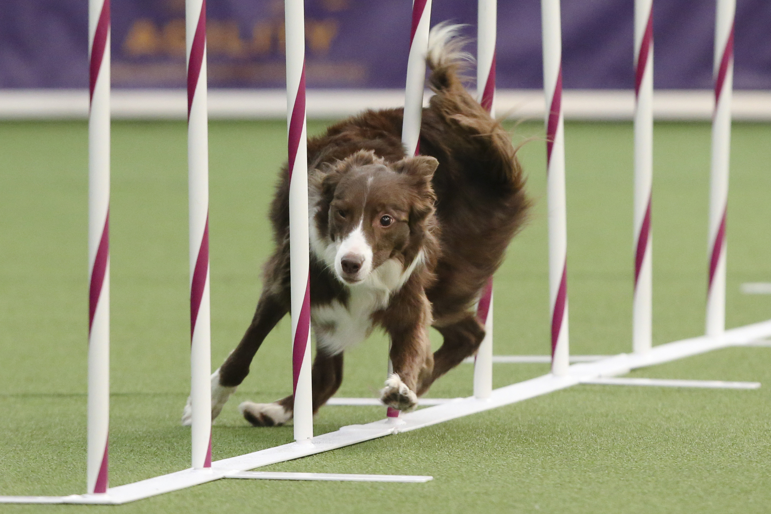 Border collie named Tex wins Westminster dog agility contest