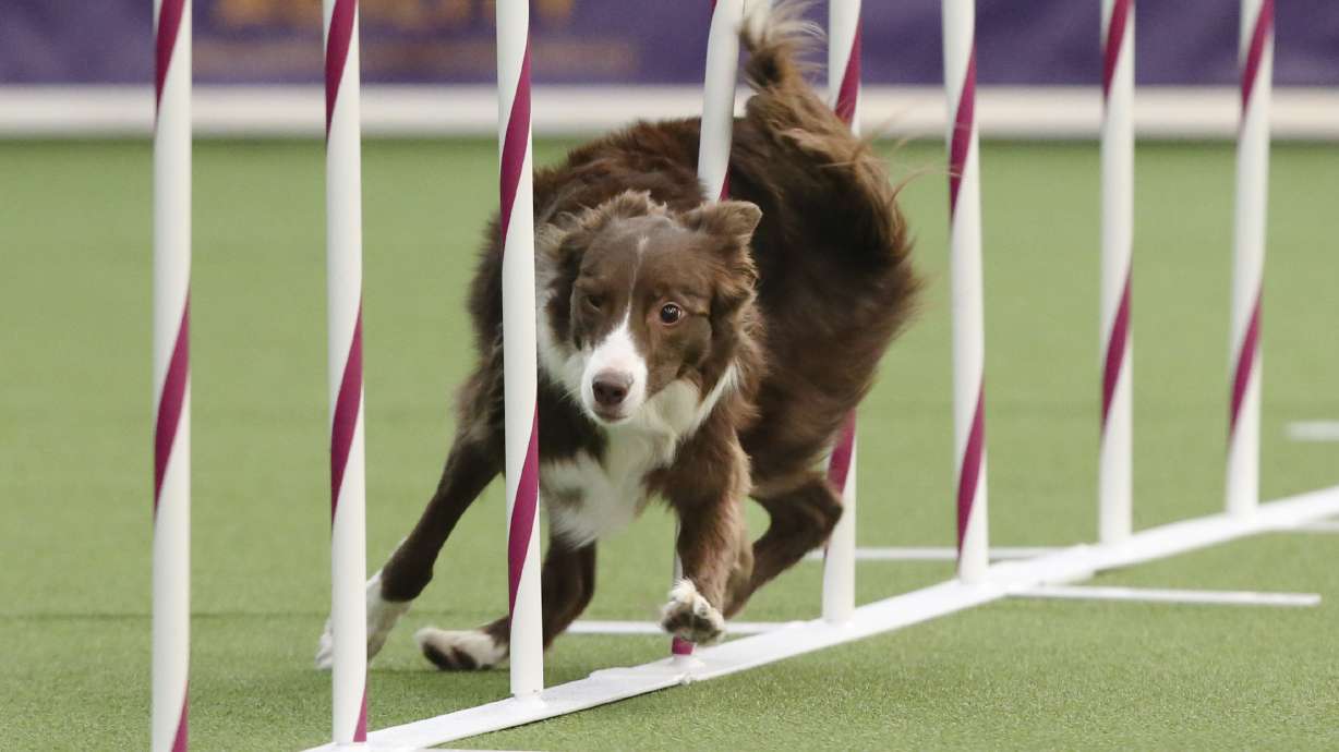 Border collie named Tex wins Westminster dog agility contest