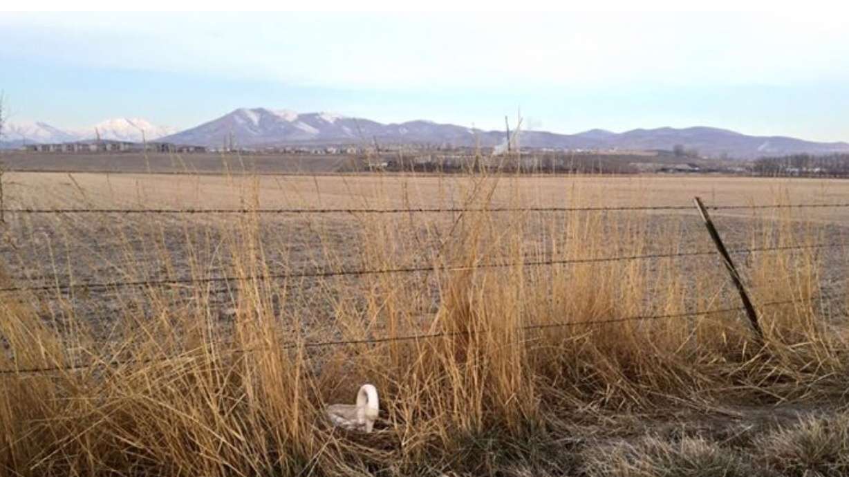 3 brothers start massive scavenger hunt using ceramic swans