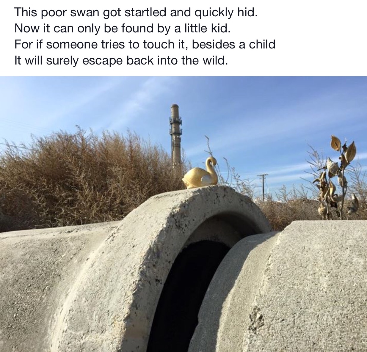 3 brothers start massive scavenger hunt using ceramic swans