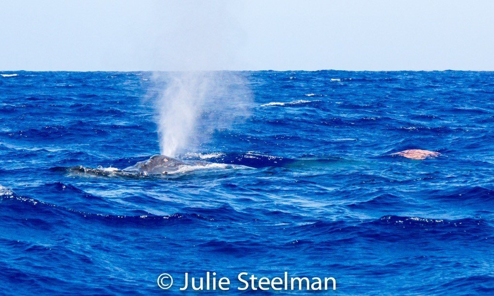 Authorities trying to free whale tangled up in synthetic line off Hawaii