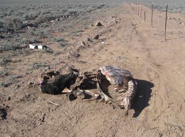 Sheriff&rsquo;s office investigates suspicious death of cow, dog