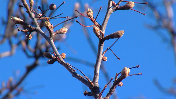 Image result for tree budding