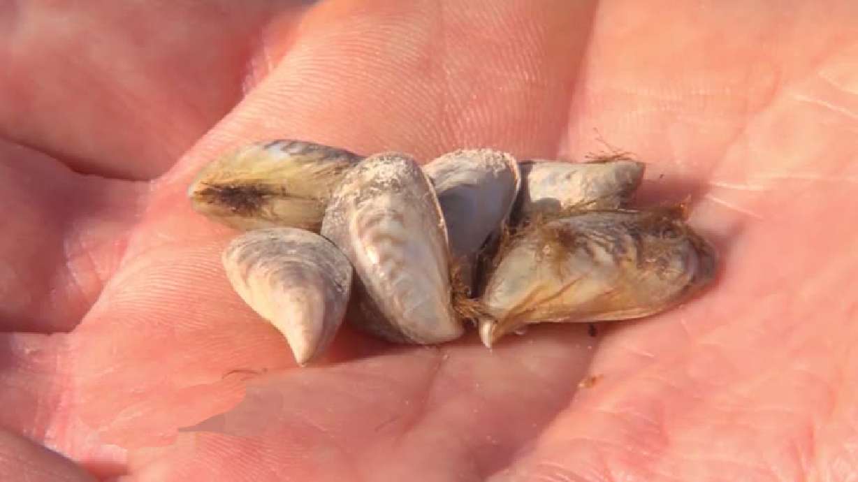 An undated photo of quagga mussels. Idaho lawmakers passed a bill this year that offers more resources for Idahoans to crack down on the destructive invasive species.