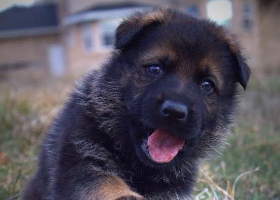 Locals open up their homes to raise puppies for law enforcement