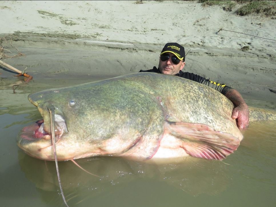280-pound catfish reportedly caught in Italy's Po River