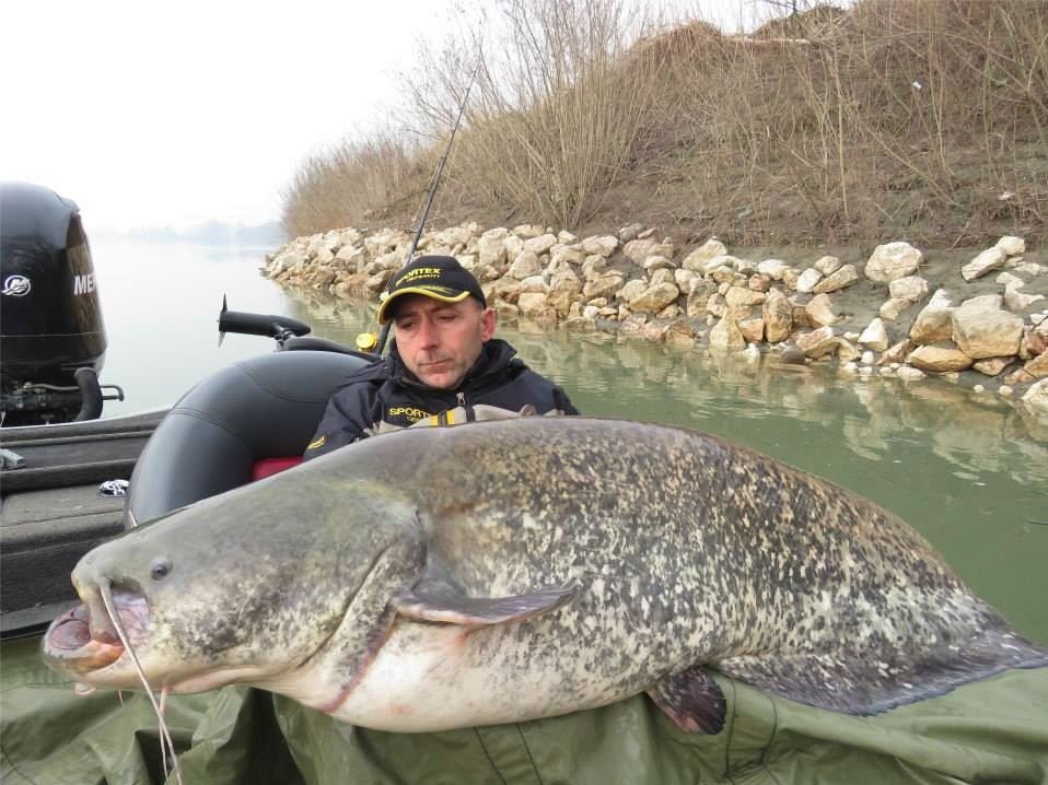 World Record Catfish Caught In Italy On Sport Rod & Reel, 280 lbs