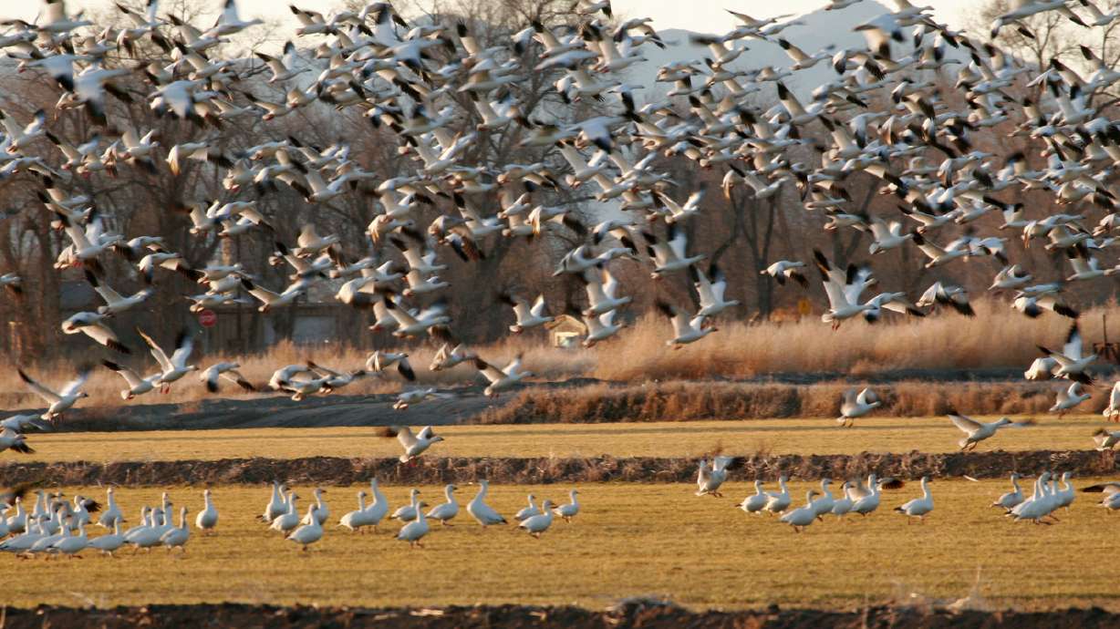 Snow Goose Festival delays start of light goose hunt
