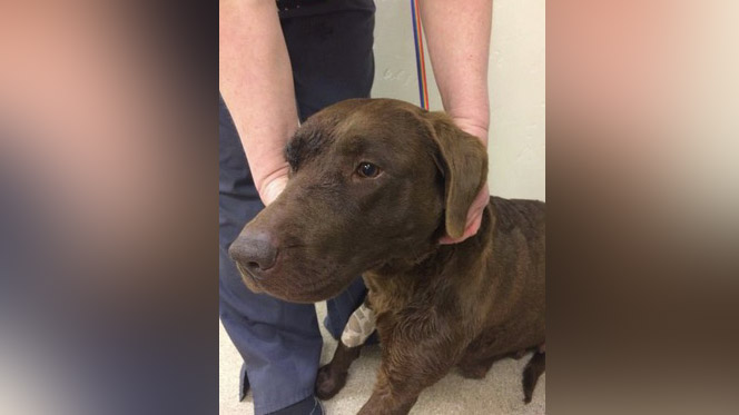 Animal rescue seeks shooter after finding dog with 2 bullet wounds